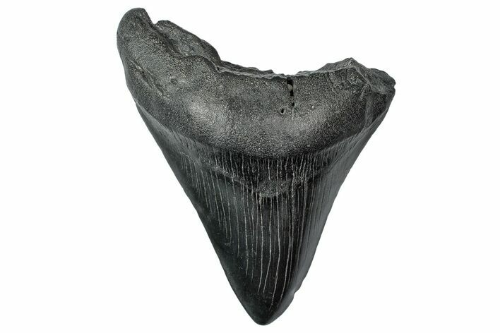 Bargain, Fossil Megalodon Tooth - South Carolina #340146